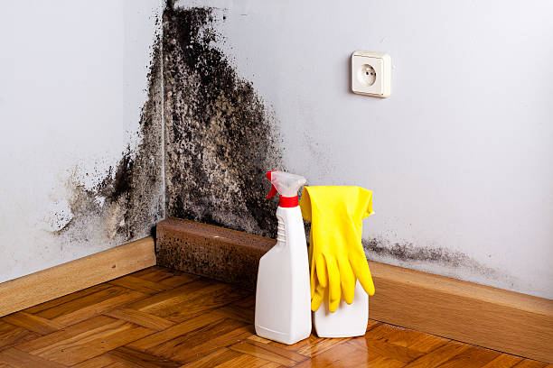 Best Mold Remediation  in Stockbridge, MI
